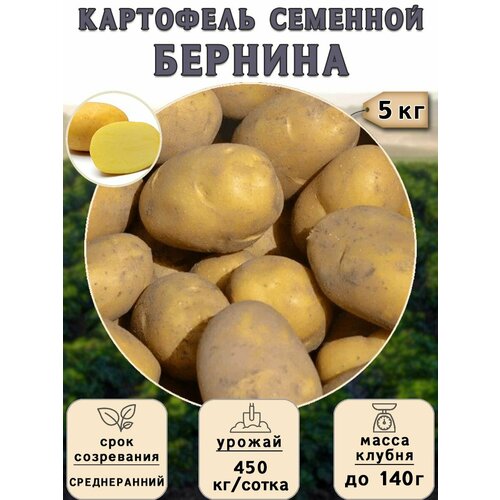 Картофель семенной на посадку Бернина (суперэлита) 5 кг Среднеранний