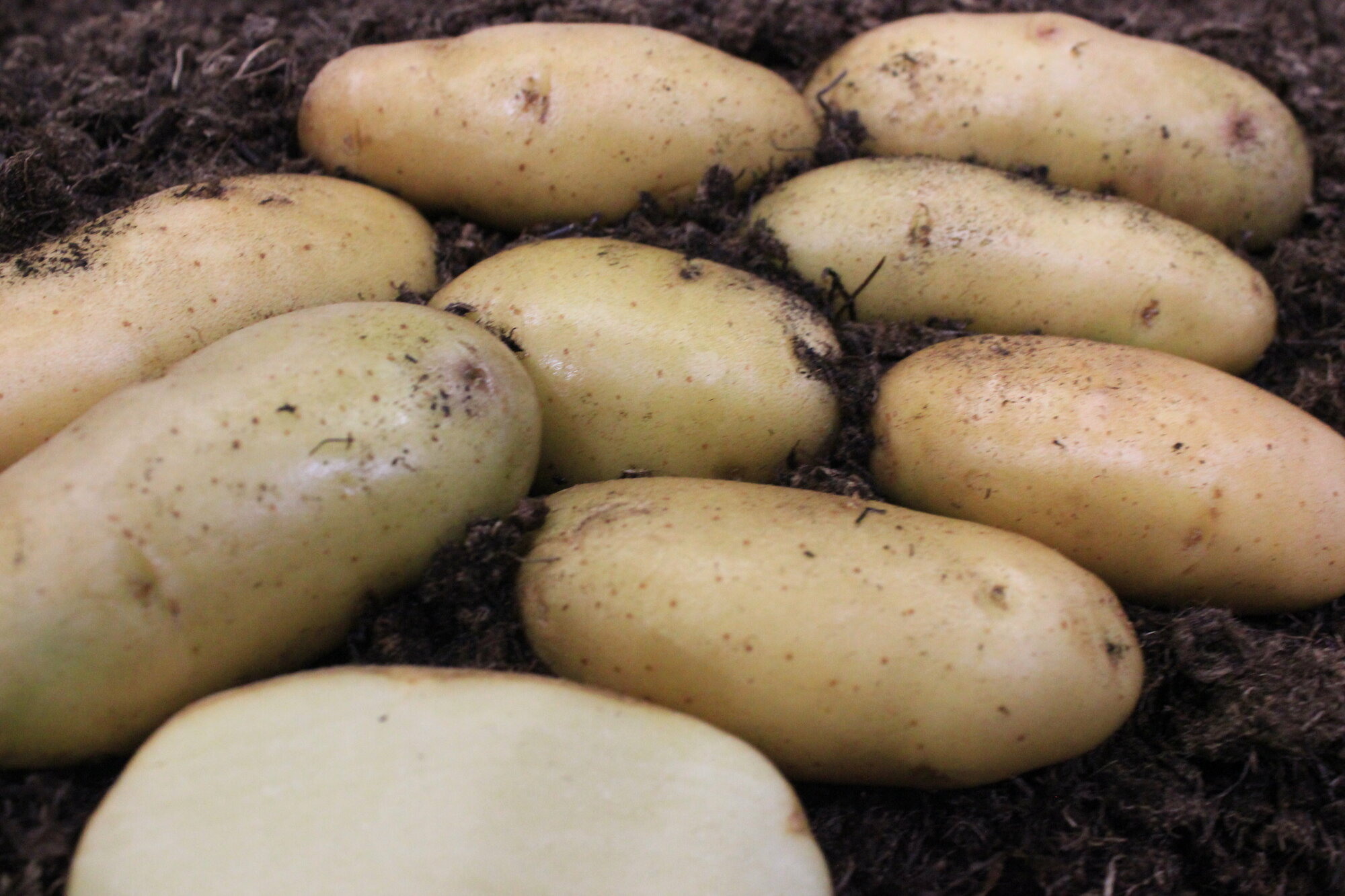 Картофель семенной Гулливер (суперэлита) (4 кг) Ранний - фотография № 6