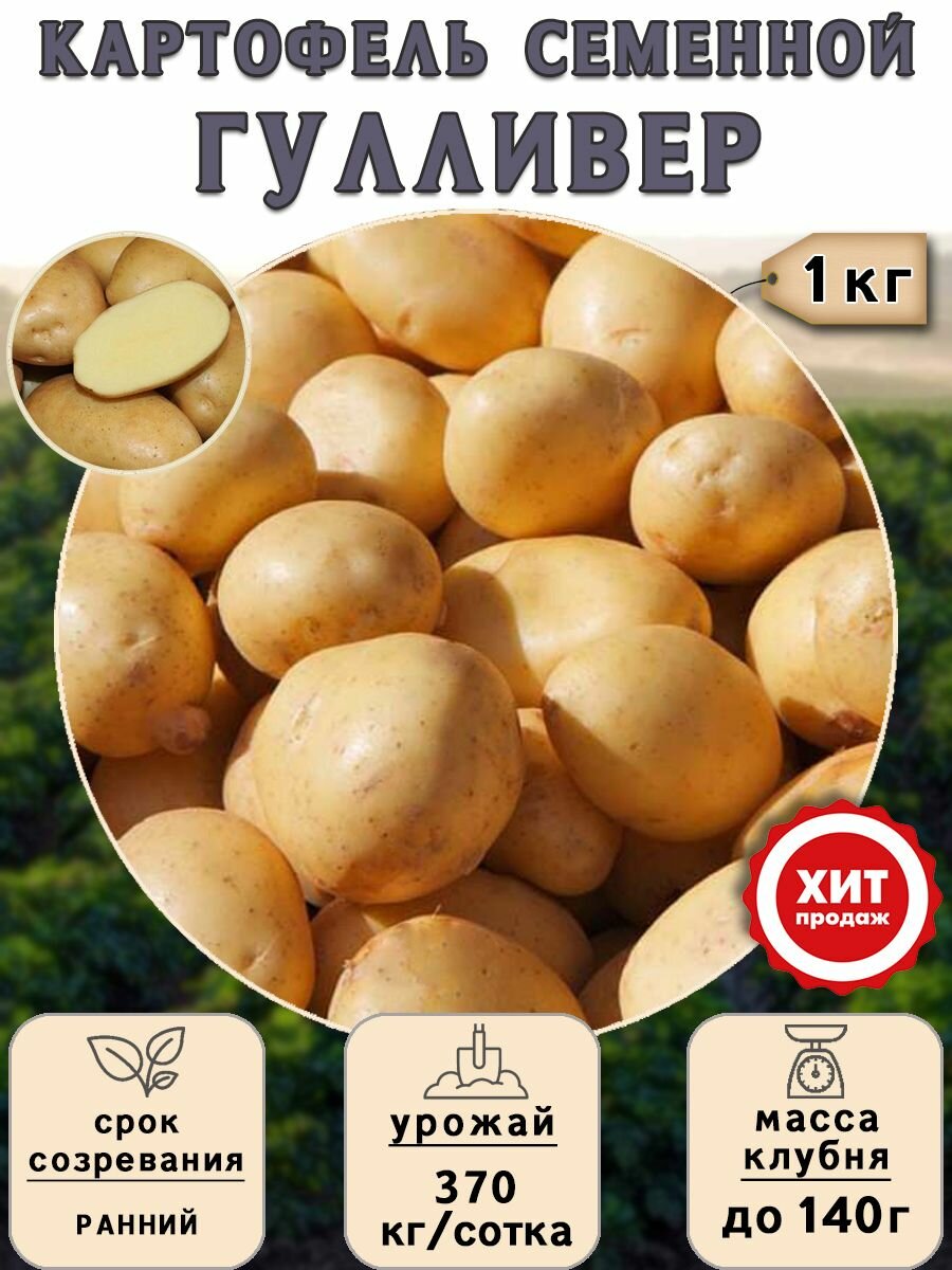 Картофель семенной на посадку Гулливер (суперэлита) 1 кг Ранний - фотография № 1