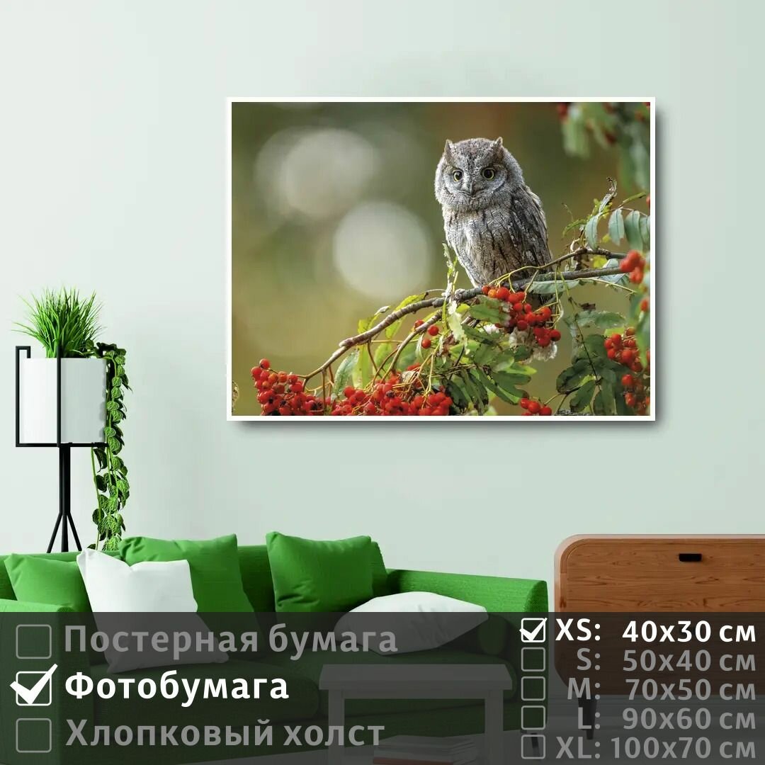 Постер на фотобумаге Сова Сидит На Ветке Красной Рябины В Лесу 40х30 см ПолиЦентр