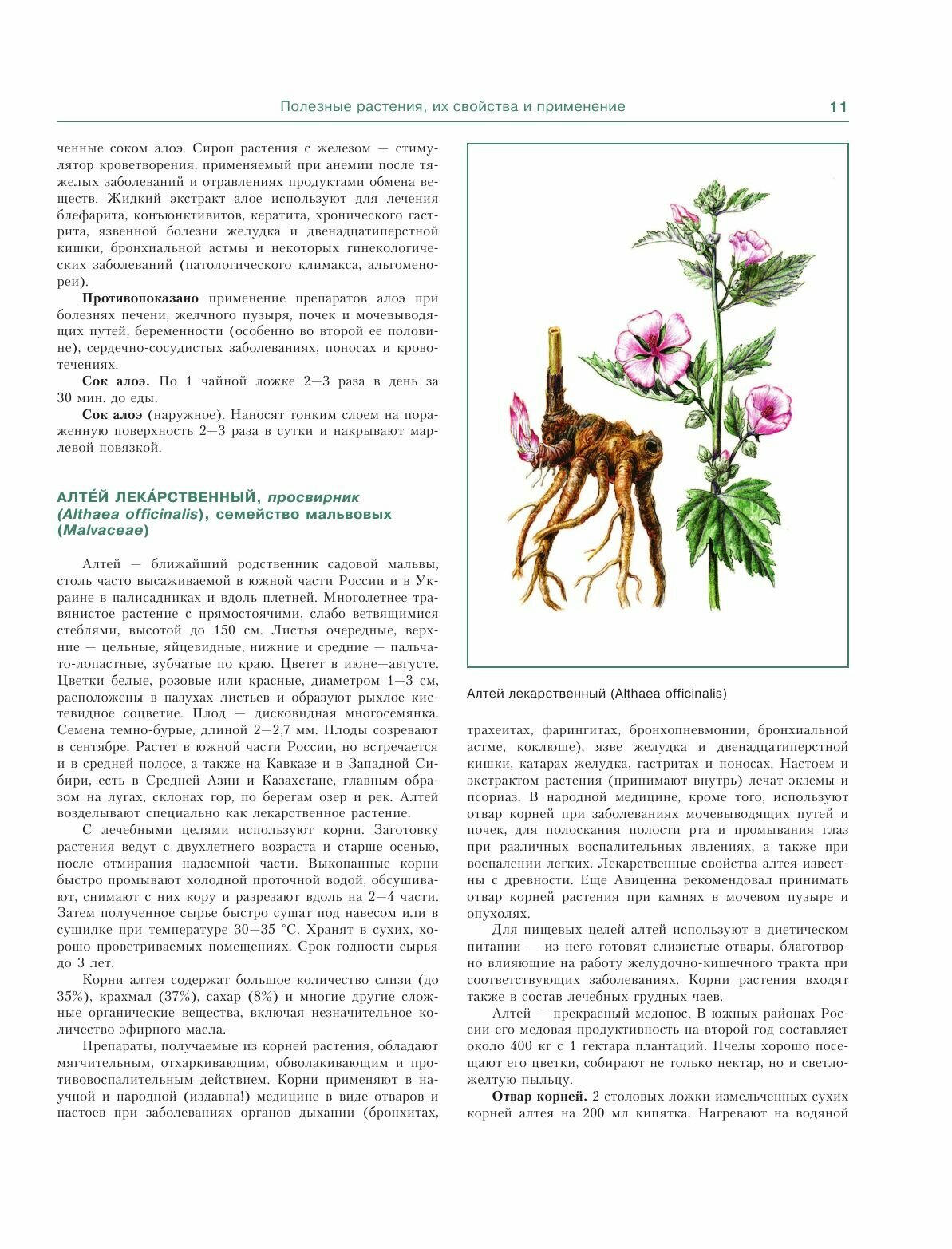 Лекарственные растения. Большой атлас - фото №10