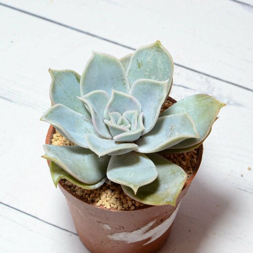 Суккулент Echeveria Lilacina (Эхеверия). Диаметр горшка 5 см. Субстрат Succuterra Classic и фирменный горшочек в комплекте.