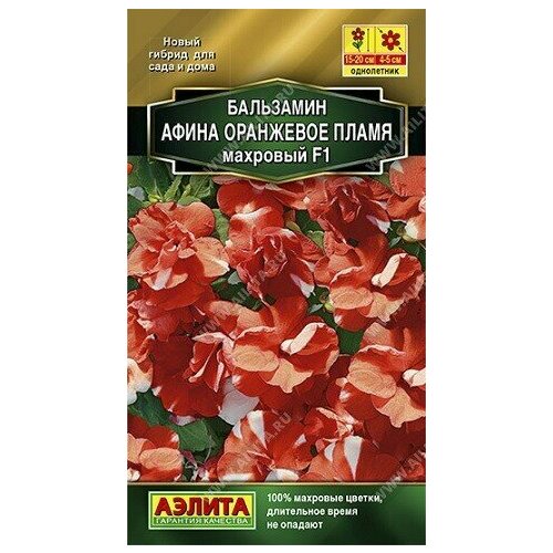 Бальзамин Афина Оранжевое Пламя F1, махровый 5шт Аэлита цветы колокольчики 5 цветков 12х11 см