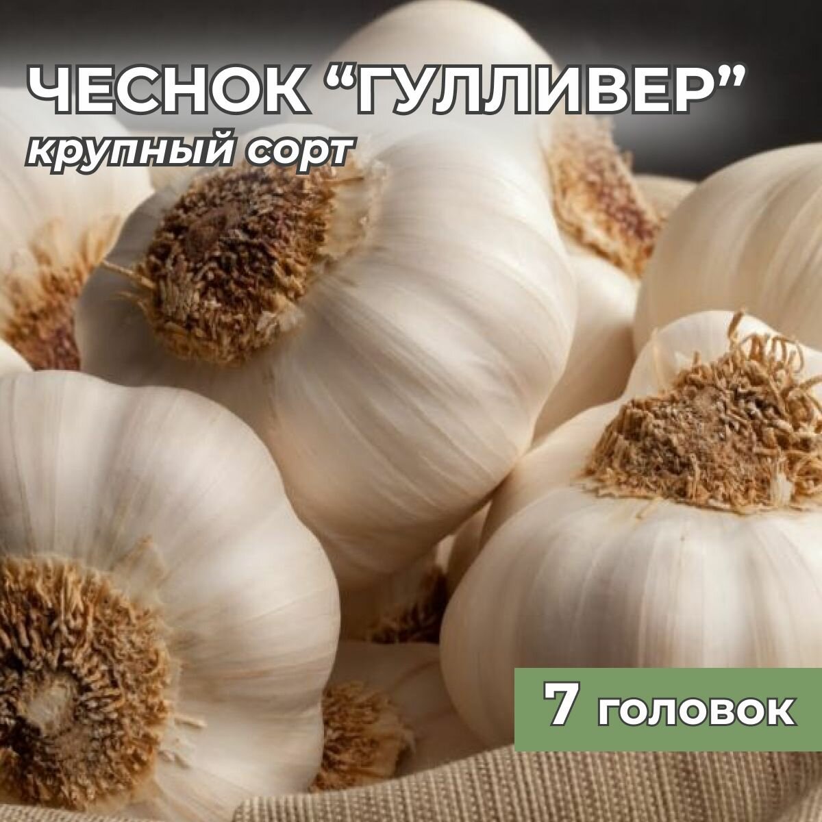 Чеснок крупный на посадку Гулливер 7 головок - фотография № 1