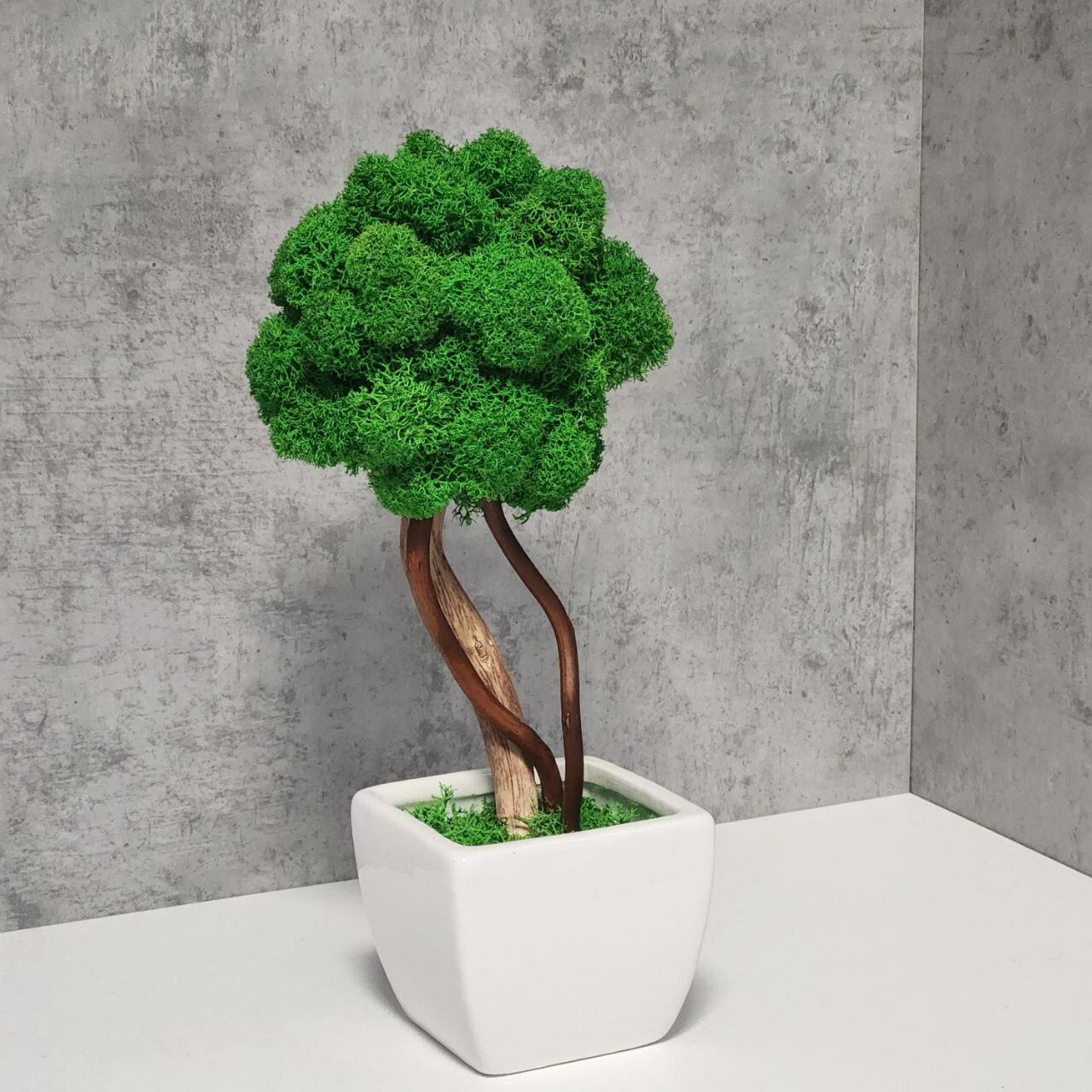 Декоративное растение дерево бонсай в кашпо для декора натуральный мох