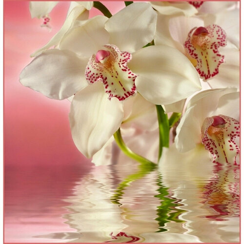 Фотообои бумажные глянцевые Розовая орхидея 196*201 см (6 листов)