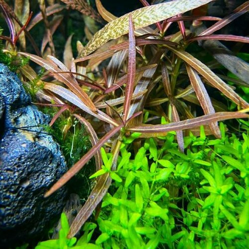 Гигрофила арагвая (Hygrophila lancea). 3 ветки. Живое аквариумное растение