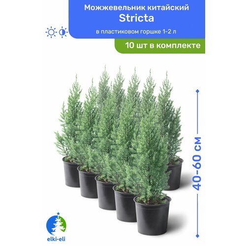 Можжевельник китайский Stricta (Стрикта) 40-60 см в пластиковом горшке 1,5-3 л, саженец, хвойное живое растение, комплект из 10 шт