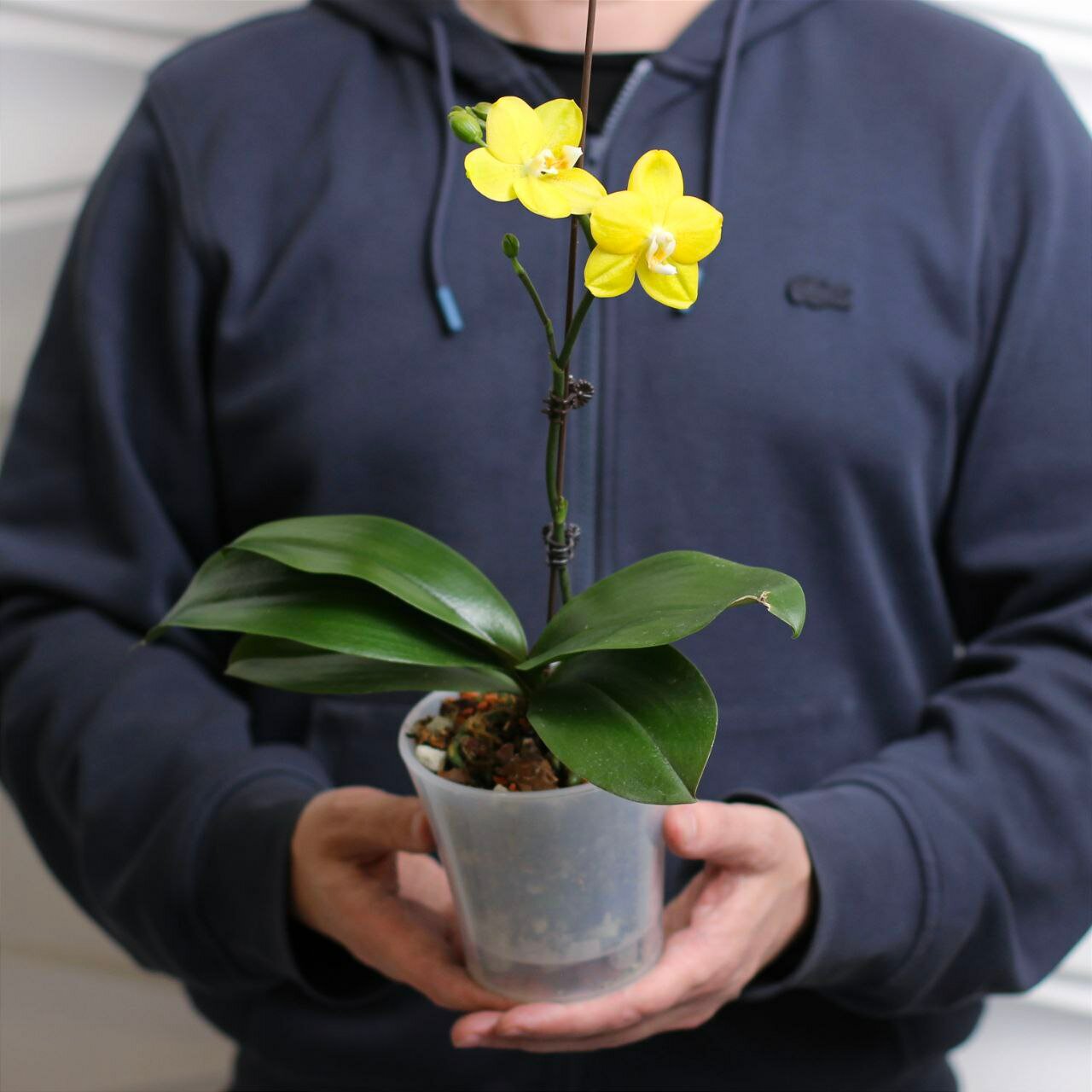 Комнатное растение живое, Орхидея Фаленопсис мини в прозрачном горшке, 35 см