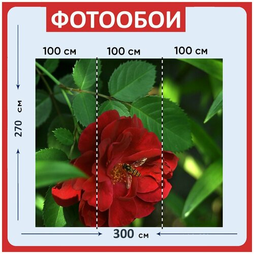 Фотообои Роза красный цветок 300x270 см флизелиновыена стену 2950₽