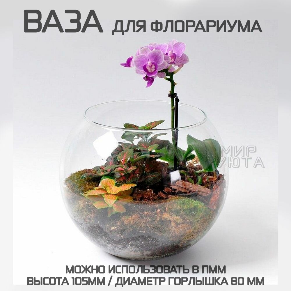 фото Ваза для флорариума круглая из прозрачного стекла 1 шт
