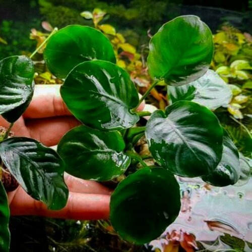 фото Анубиас золотая монета (anubias var. golden coin) - 1 куст. живое аквариумное растение мох