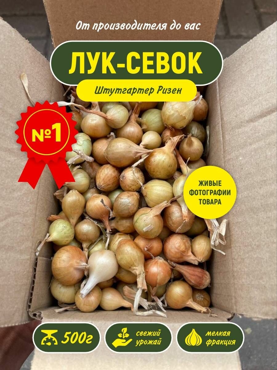 Лук севок на посадку весной Штутгартер Ризен 500гр