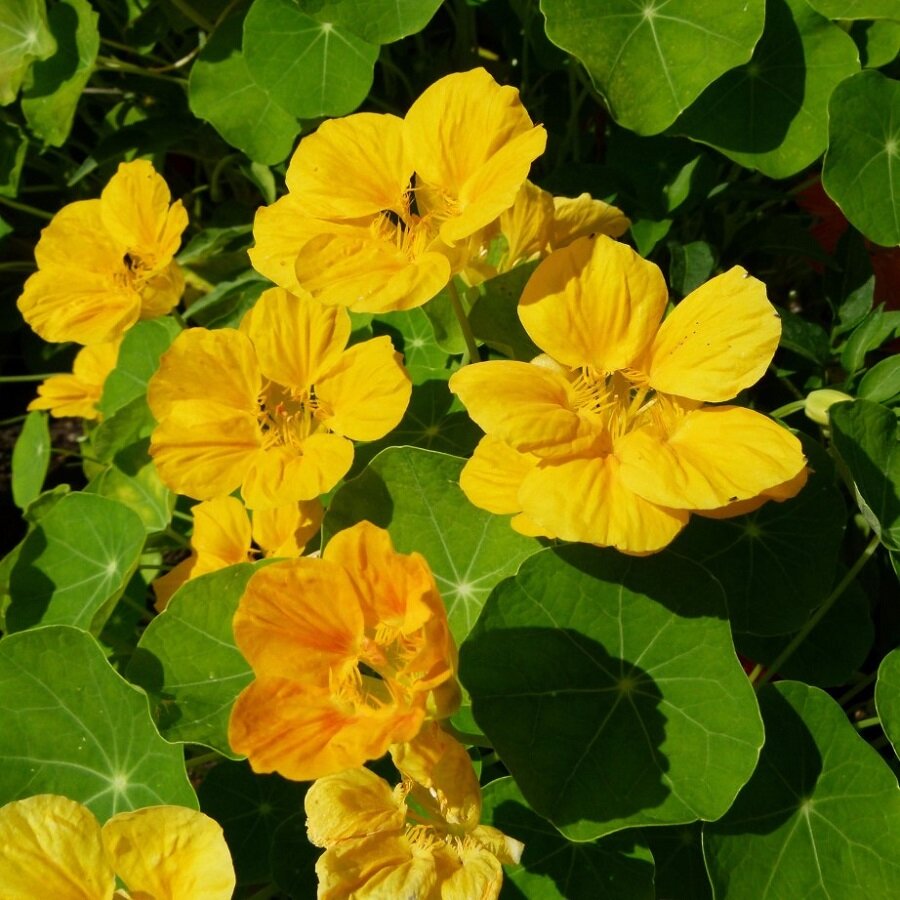 Семена Deodar SEEDS COMPANY Настурция Лунный блеск 10 шт.