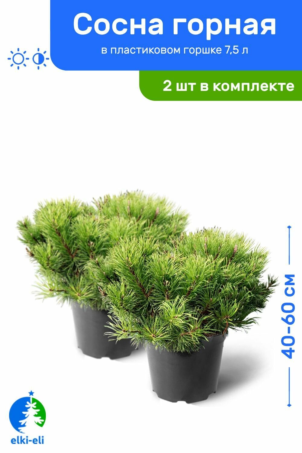 Сосна горная 40-60 см в пластиковом горшке 75 л саженец хвойное живое растение комплект из 2 шт