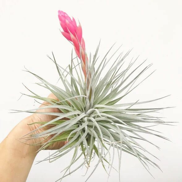 Тилландсия Хьюстон XL (Tillandsia Houston)