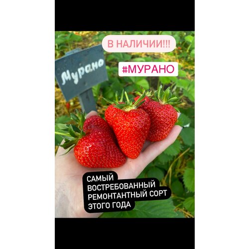 Клубника ремонтантная мурано 10 штук