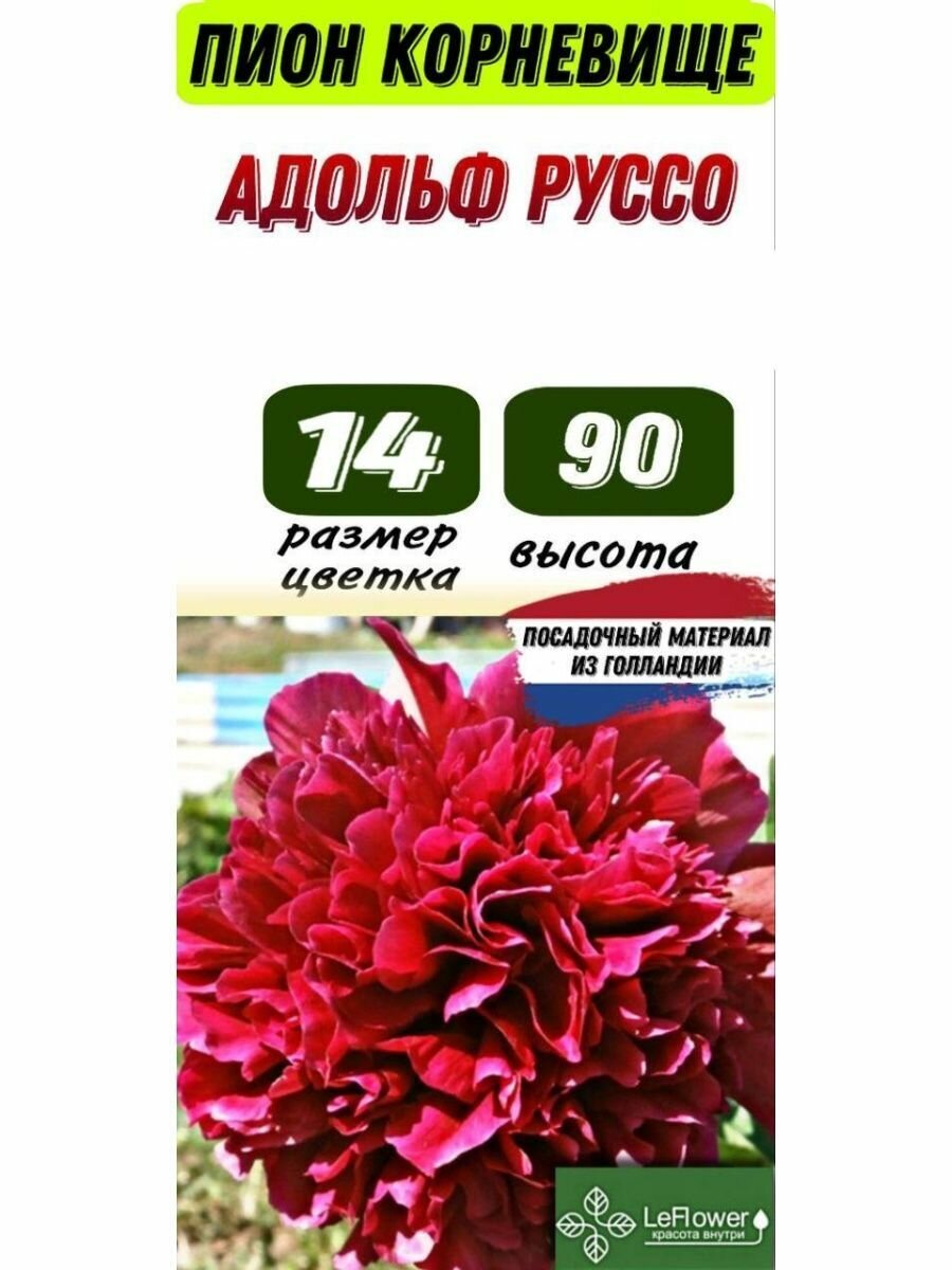 Пион Корневище, Адольф Руссо, 1шт (LeFlower) - фотография № 1