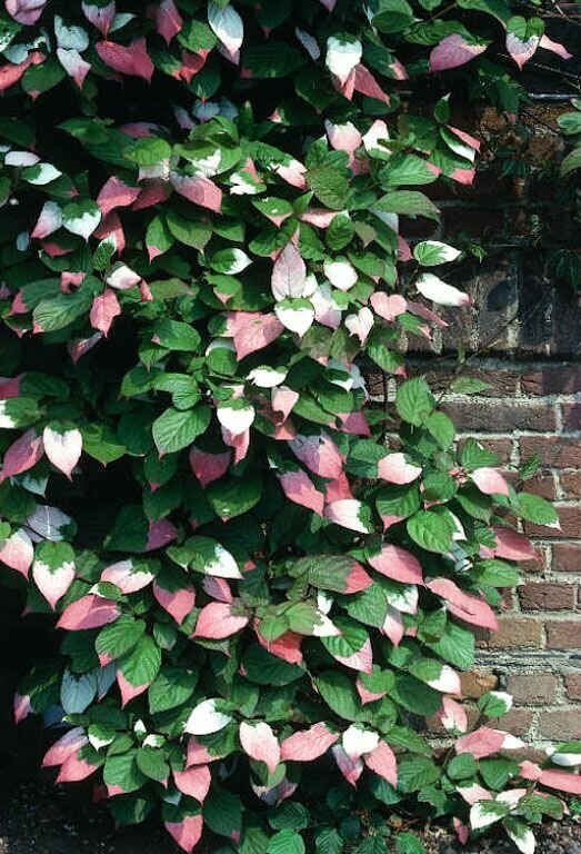 Актинидия коломикта (Actinidia kolomikta) in 2021 Plant leaves, Plants, Herbs