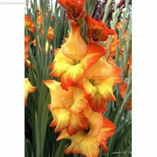 Гладиолус Саншайн (3 луковицы). Holland Bulbs (Голландия)