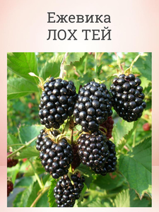 Основная фотография от вендора