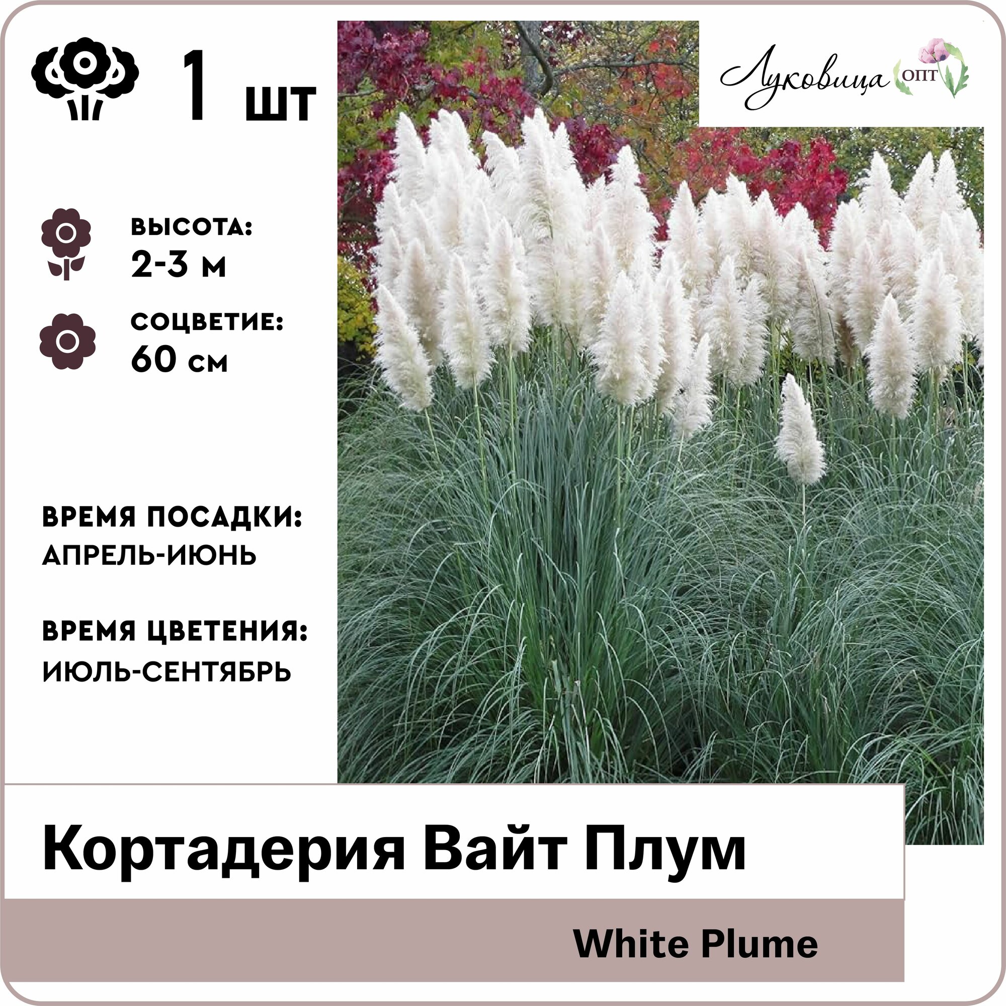 Кортадерия Вайт Плум (White Plume) корни 1шт Голландия