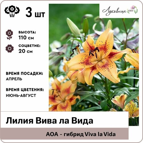 Лилия АОА-гибрид Вива ла Вида (Viva la Vida) 12/14, луковицы 3шт, Голландия лилия аоа гибрид вива ла вида viva la vida луковицы 1 шт 12 14