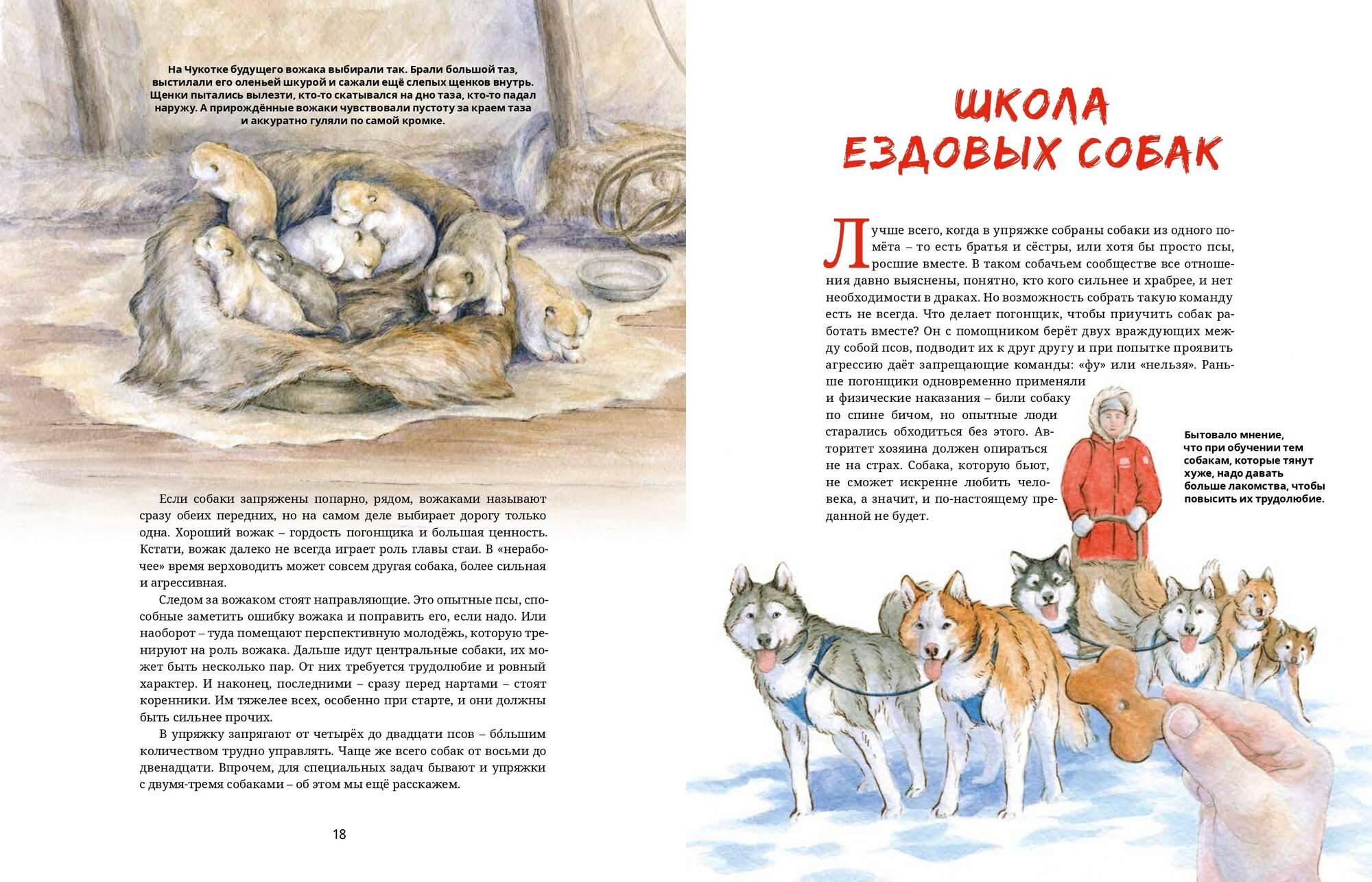 Ездовые собаки. Великий транспорт Севера - фото №9