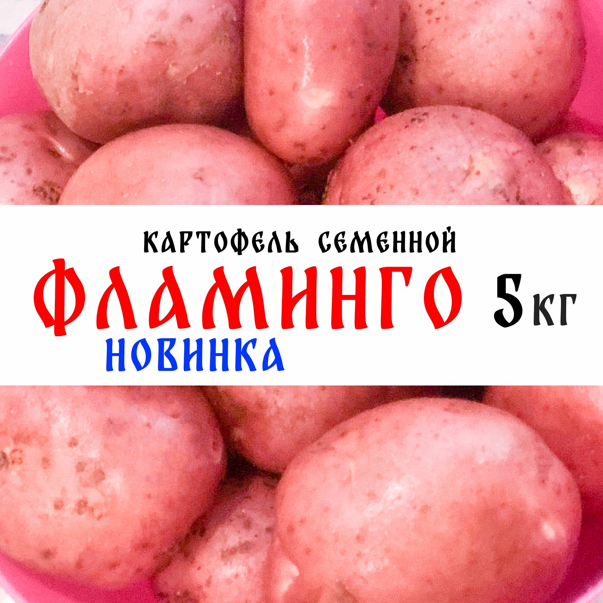 Семенной картофель сорта "Фламинго" 5кг, клубни, 1я репродукция (новинка)