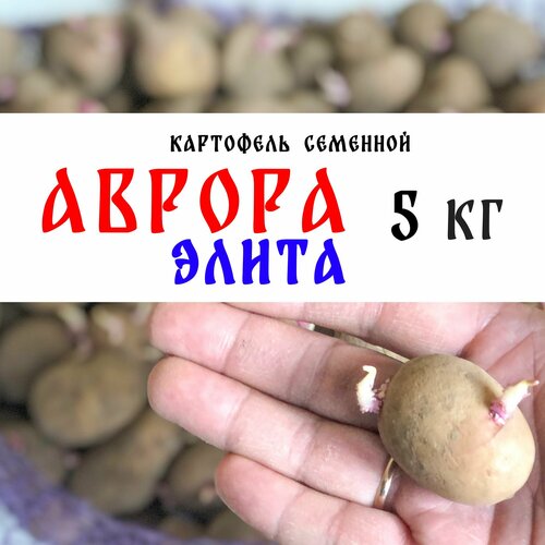 Семенной картофель сорта Аврора Элита 5кг, клубни семенной картофель маяк 2кг элита