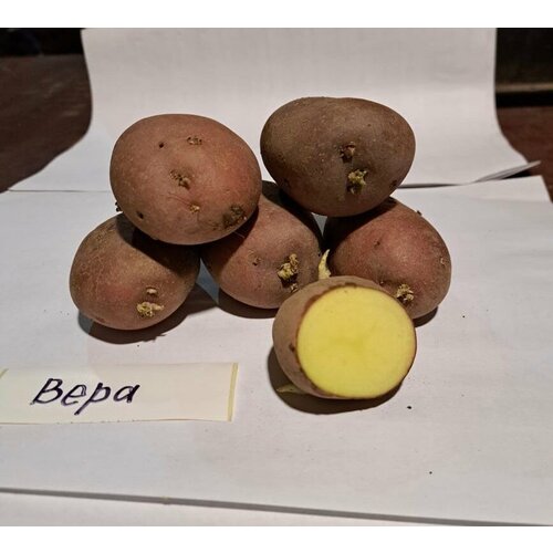 Семенной селекционный картофель вера Суперэлита 1 кг картофель семенной колобок 30 55мм суперэлита 2кг