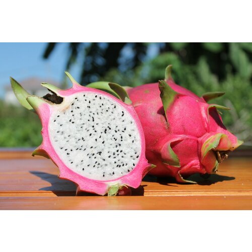 Питахайя Белая семена 15 шт Драконий фрукт Dragon Fruit 375₽