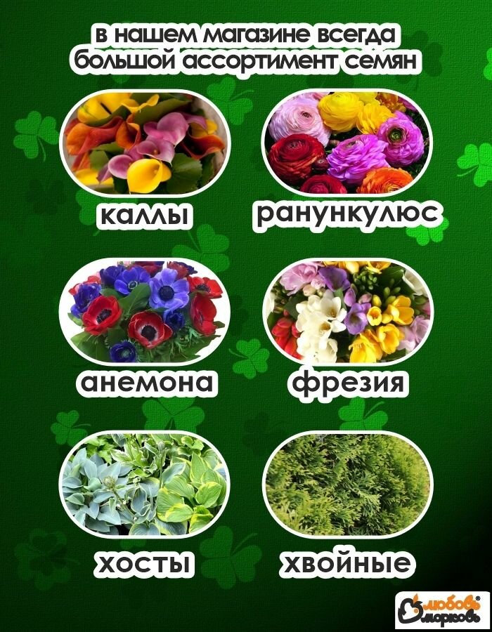 Луковицы Нарцисс Луковица, Трампэт Йеллоу, 4шт
