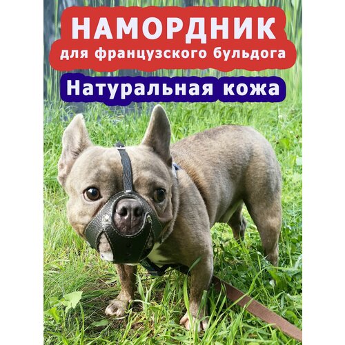 Намордник для французского бульдога