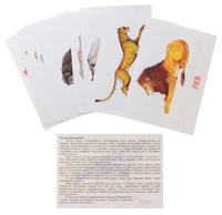 Набор карточек Маленький гений Животные Африки 21x15 см 16 шт.
