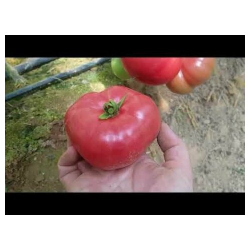 Коллекционные семена томата Кореновские коллекционные семена томата руфа