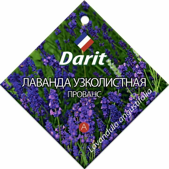 Семена Darit 