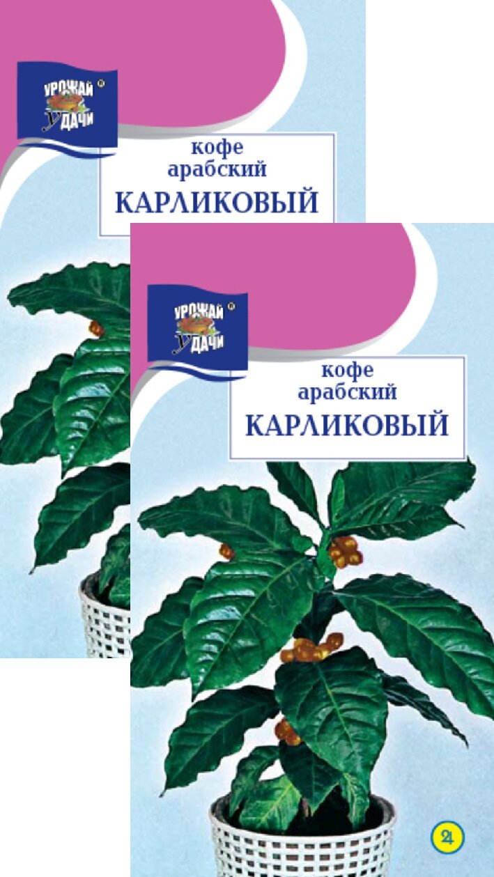 Семена Кофе арабский Карликовый  0 8 г   2 пакета  Урожай Удачи