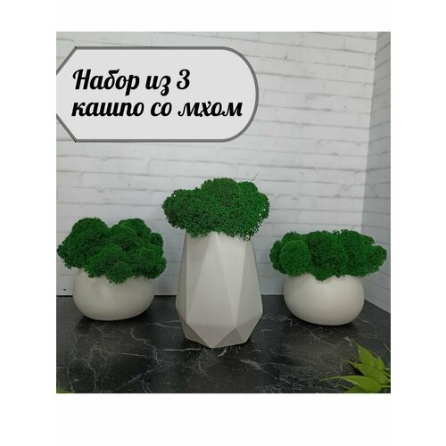 Набор кашпо со мхом 3 шт 850₽