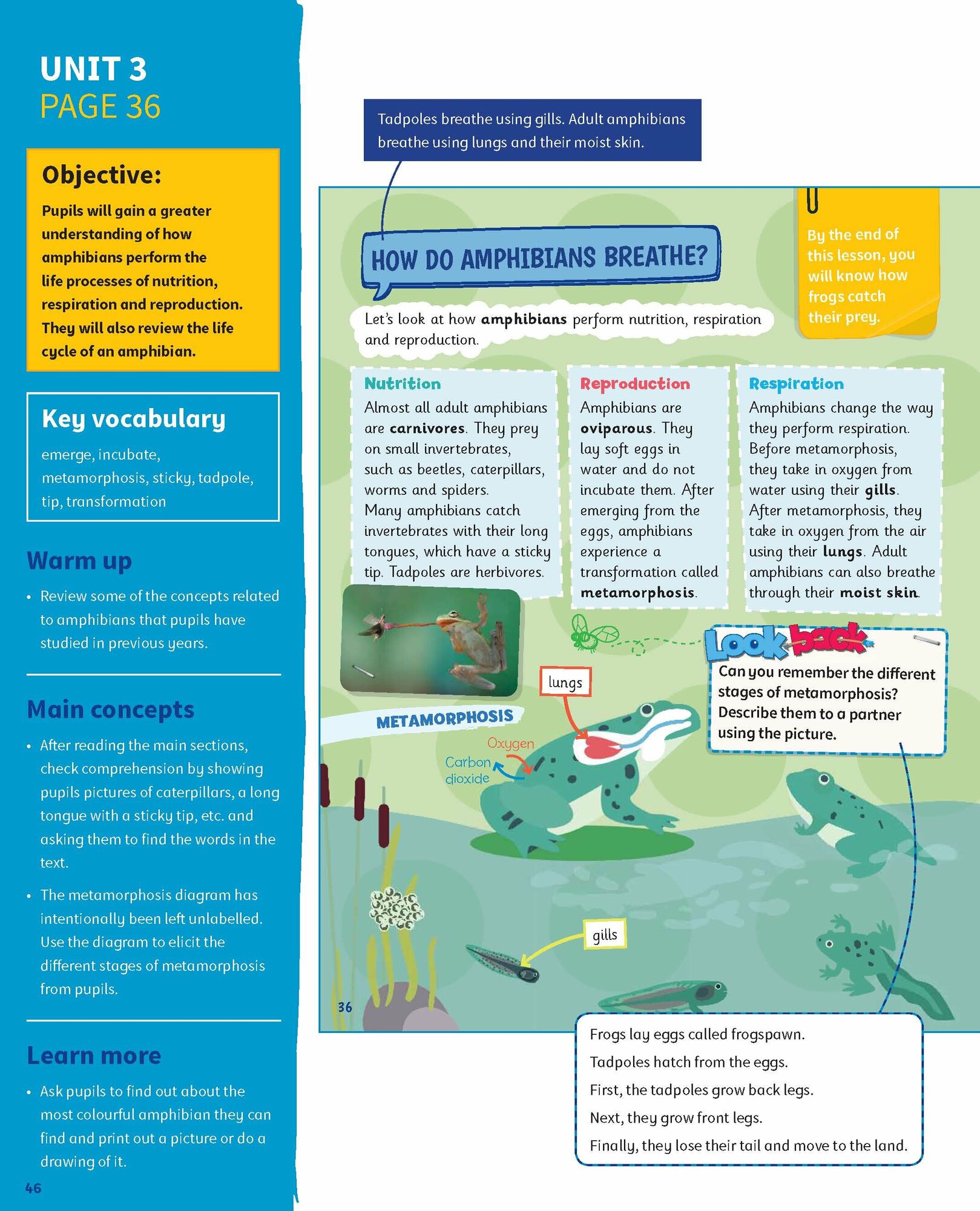 Science Skills. Level 4. Teacher's Book with Downloadable Audio - фото №4