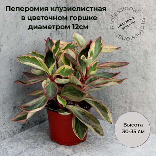 Пеперомия клузиелистная в цветочном горшке диаметром 12 см