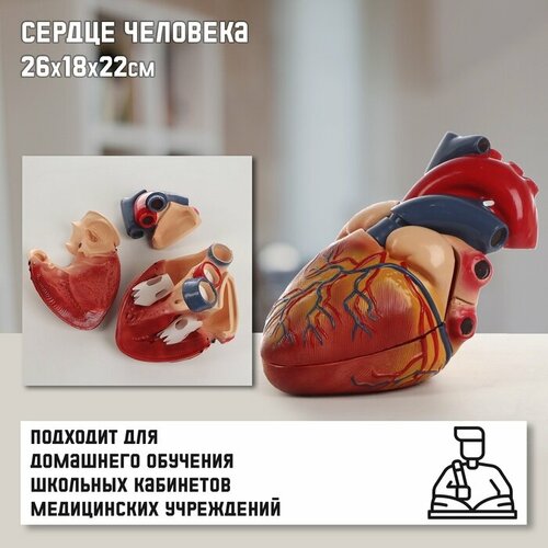 Макет Сердце человека 261822см 7350₽