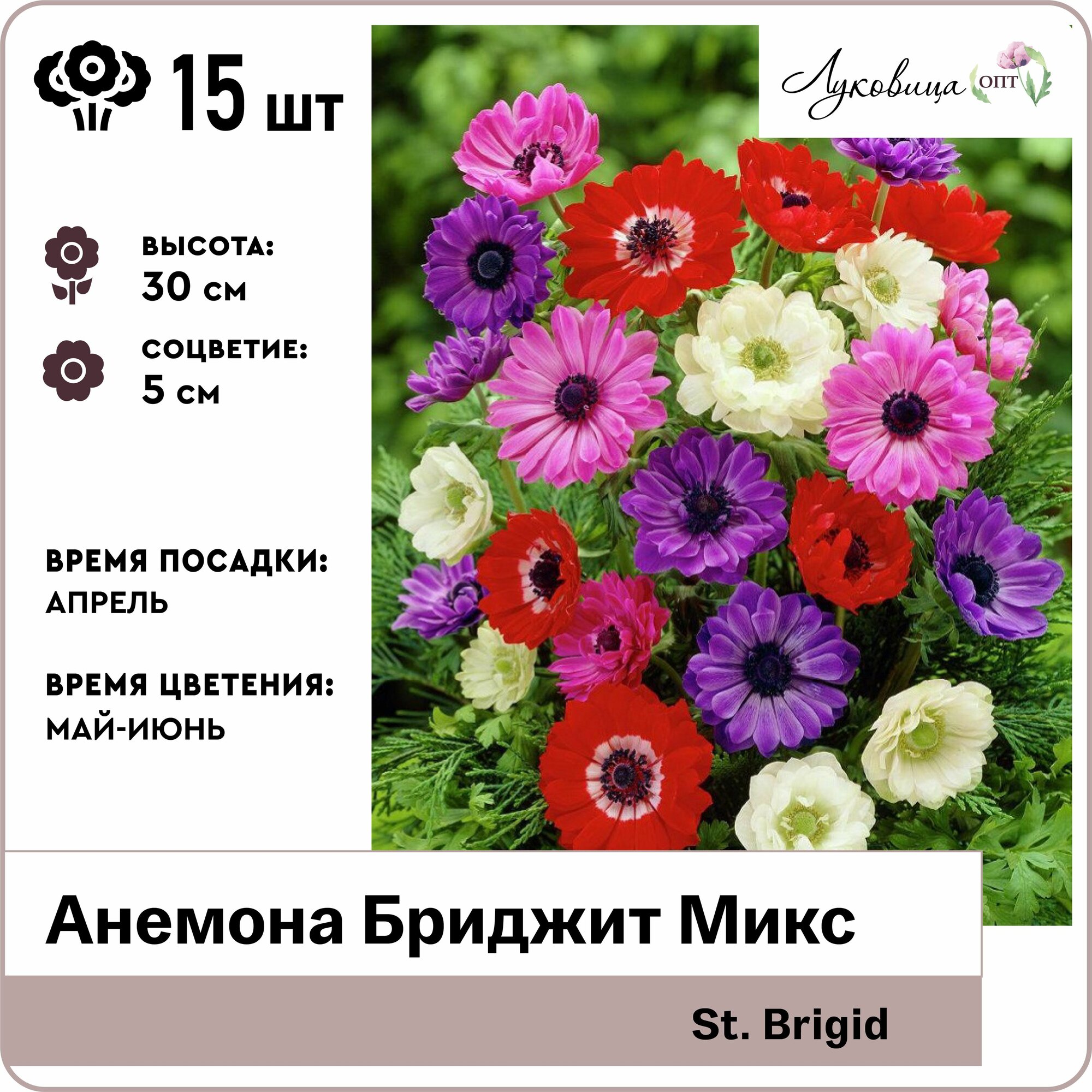 Анемона Бриджит Микс (St. Brigid) 5/6 луковицы 15шт Голландия