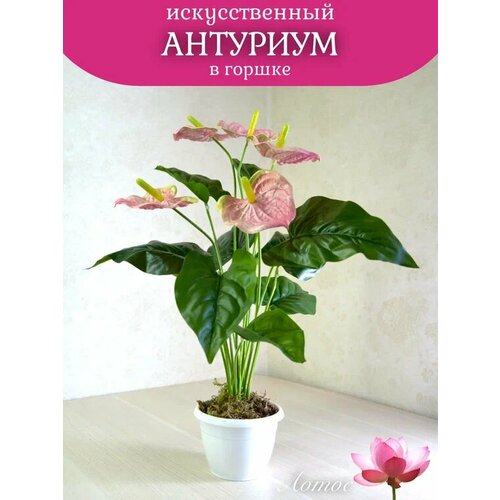 Антуриум розовый 5 голов в горшке от бренда Лотос 1000₽