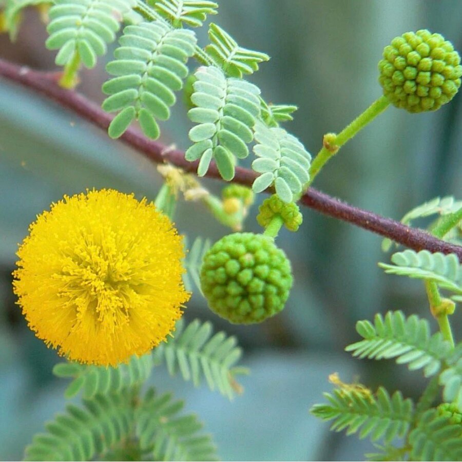 Семена Орешка Акация Нильская Acacia nilotica 15 шт.