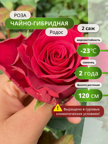 Изображение товара Роза чайно-гибридная "Родос", многолетняя, неприхотливая, красная, 2 шт
