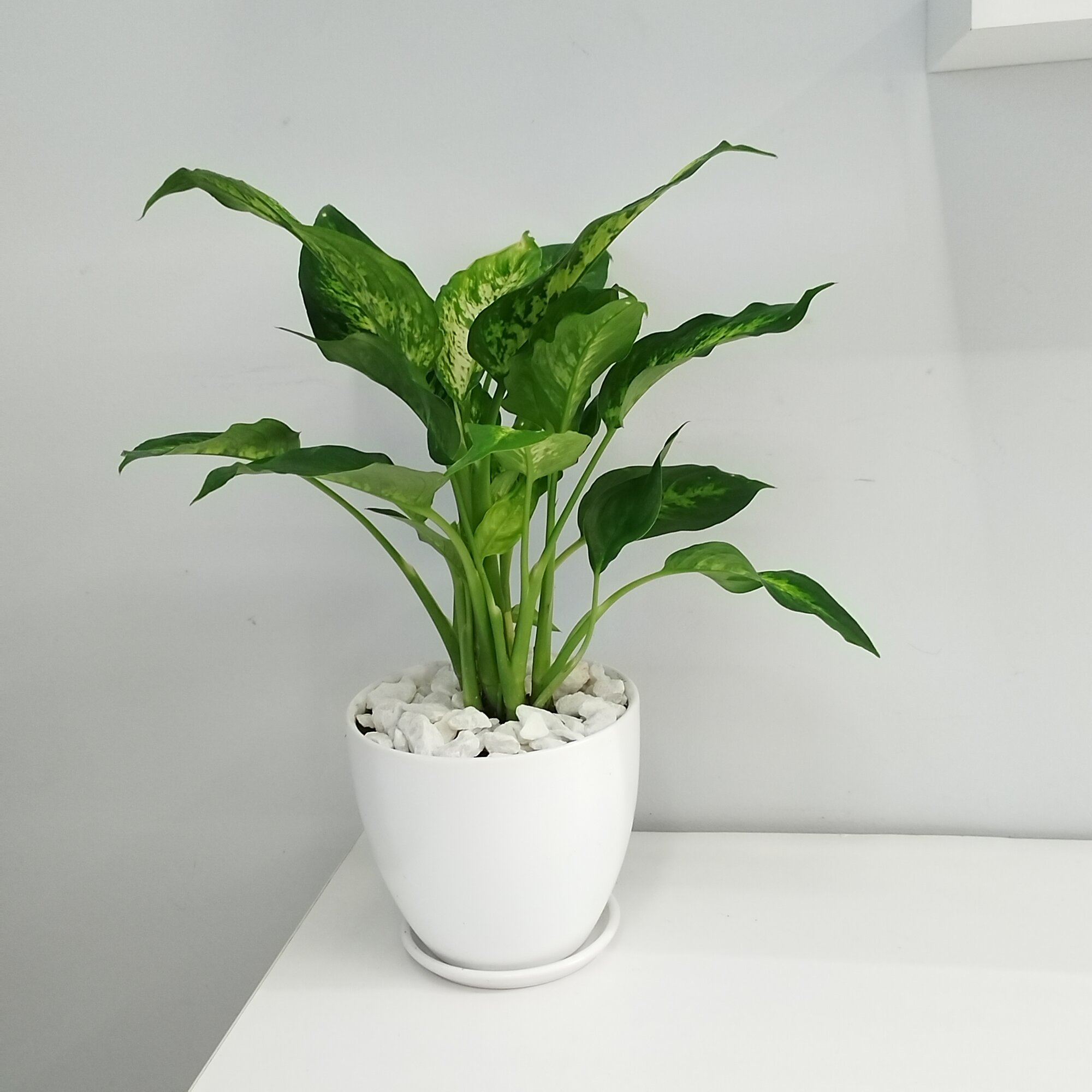 Диффенбахия в керамическом горшке белого цвета