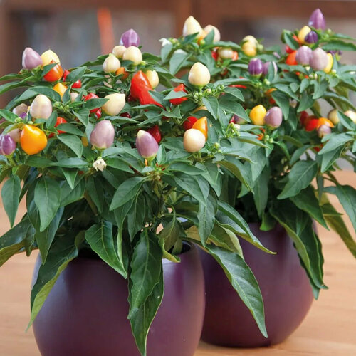 Перец острый комнатный Пиковая дама семена 5 шт.