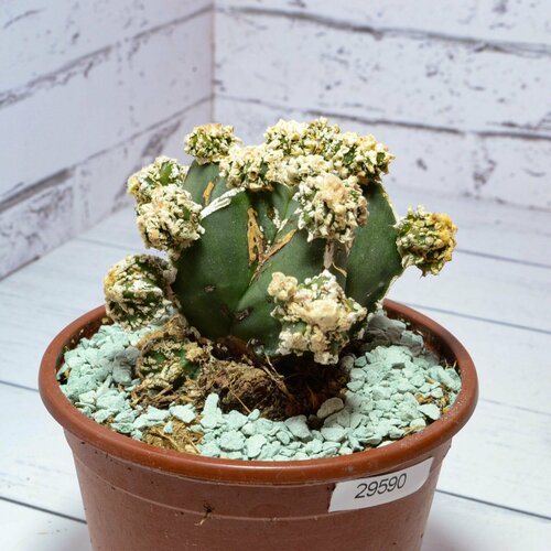 Коллекционный кактус Astrophytum Myriostigma Hakujo Fukuryu. Диаметр горшка 8 см. Субстрат Succuterra Classic и фирменный горшочек в комплекте.