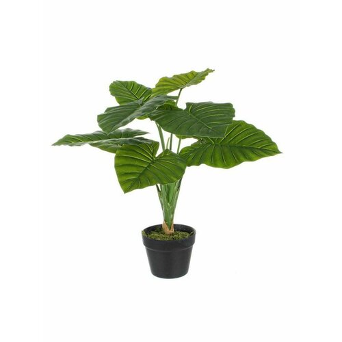 Растение декоративное BIZZOTTO DIEFFENBACHIA 0172390 600x600x6000h